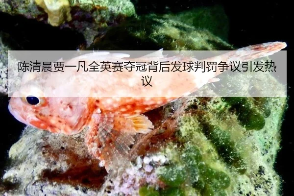 陈清晨贾一凡全英赛夺冠背后发球判罚争议引发热议